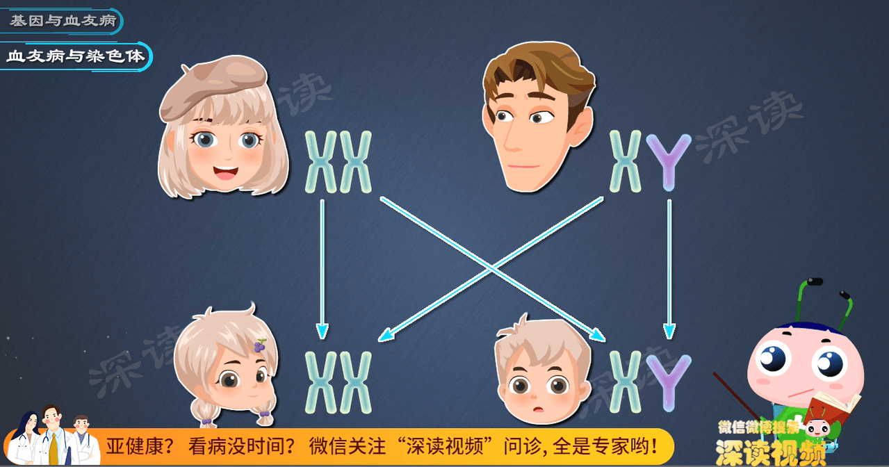 男女生殖染色体(男女性染色体组成)-第1张图片-鲸幼网