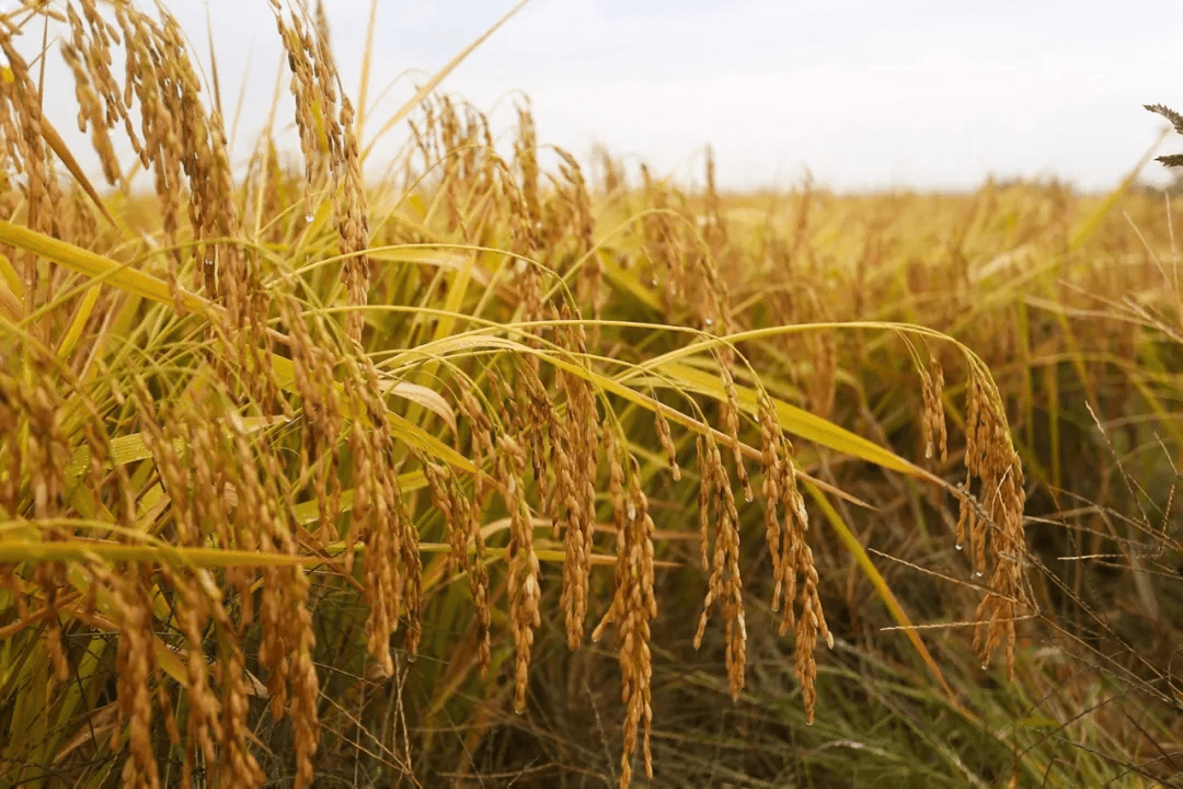 披荆斩棘130多天十月稻田2021新米上市