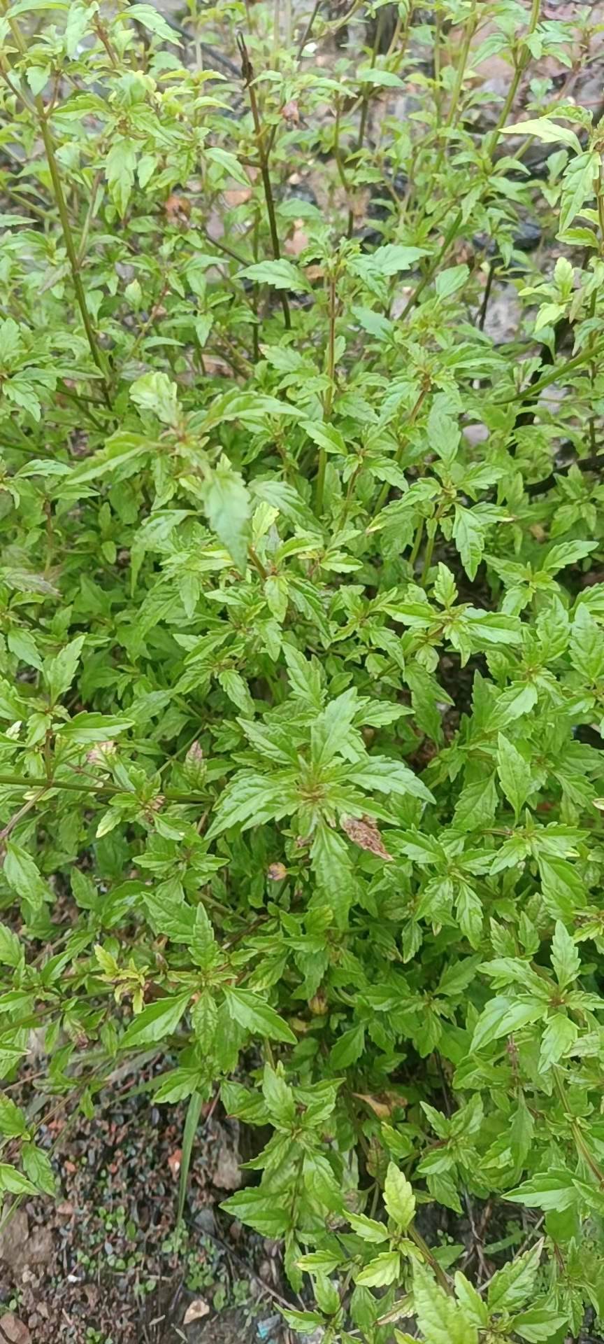 草药石荠苎最能激发人的艺术想像力和创作灵感黅钚焕堂谈野生草药文化