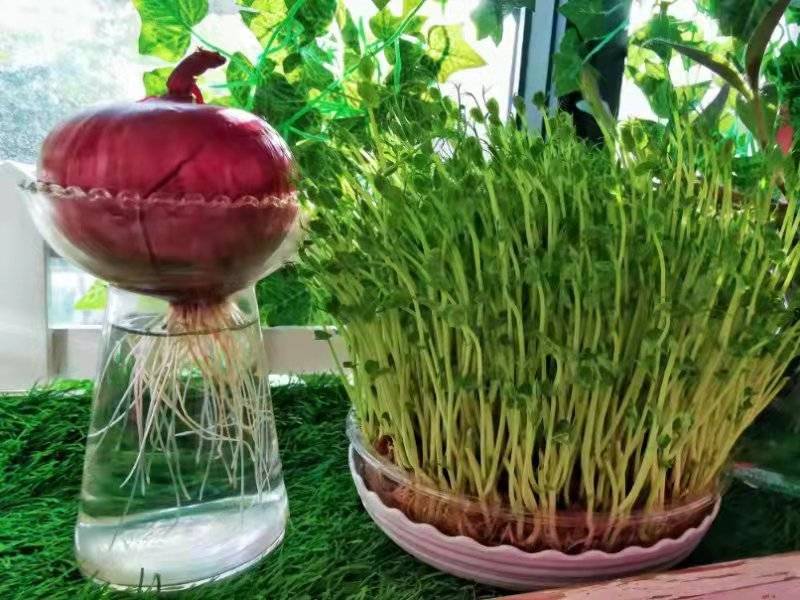 郑州市实验幼儿园开展植物角观摩评比活动