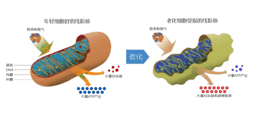 补充最容易陷入的四大抗衰老误区，现在看还来得及！