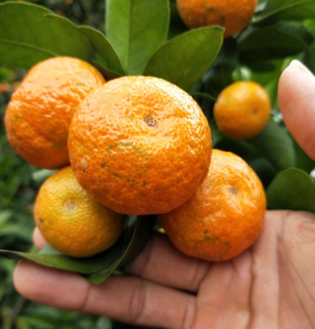 柑橘着色期这些药害是怎么造成的?有些果农踩了坑还不知道原因!