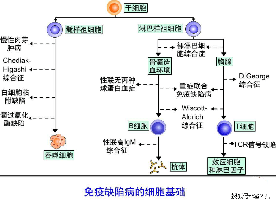 治疗|健康科普：新生儿原发性免疫缺陷筛查简介