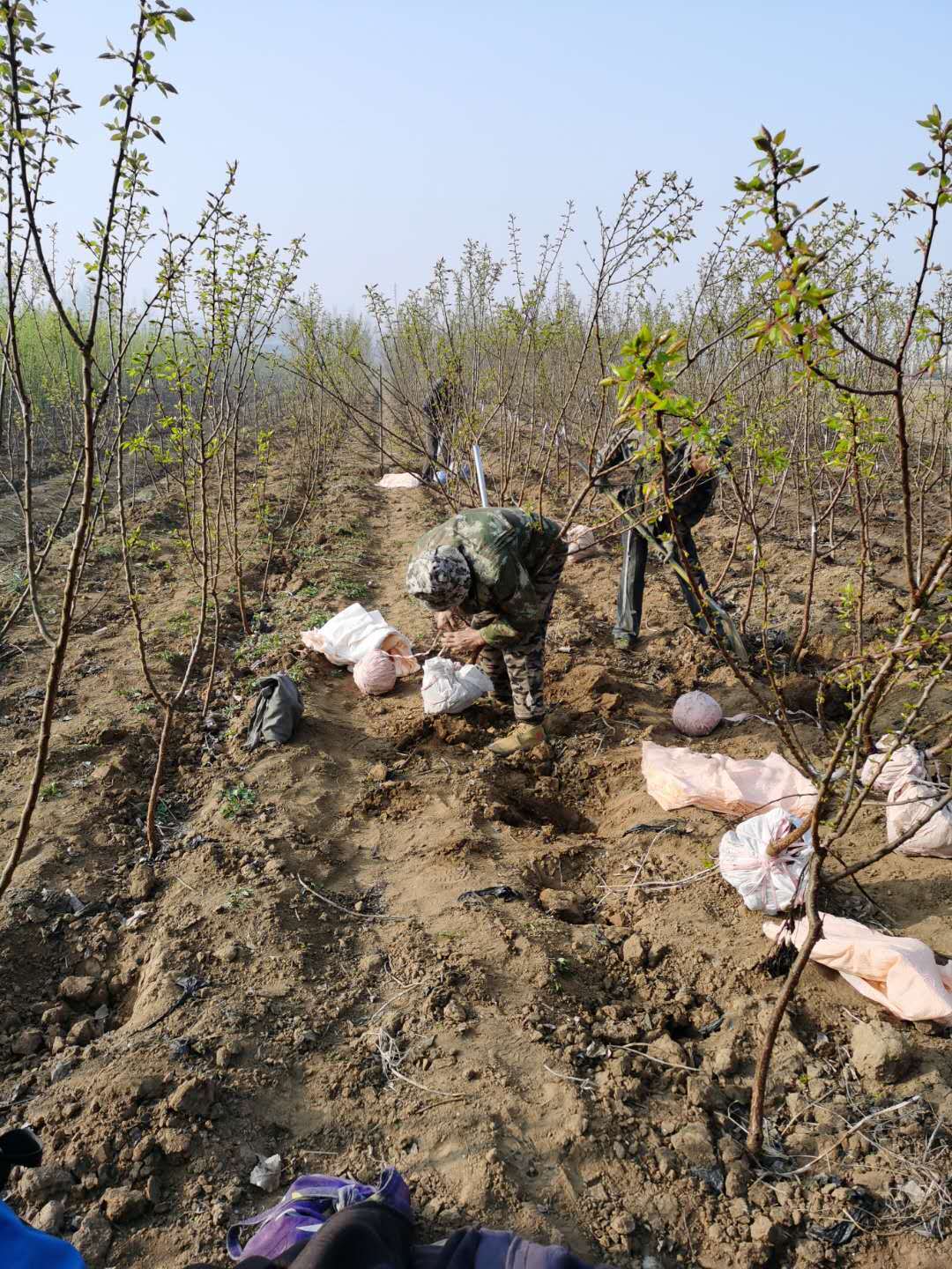 吊干杏树苗适合什么地区种植1年吊干杏树苗栽植土壤