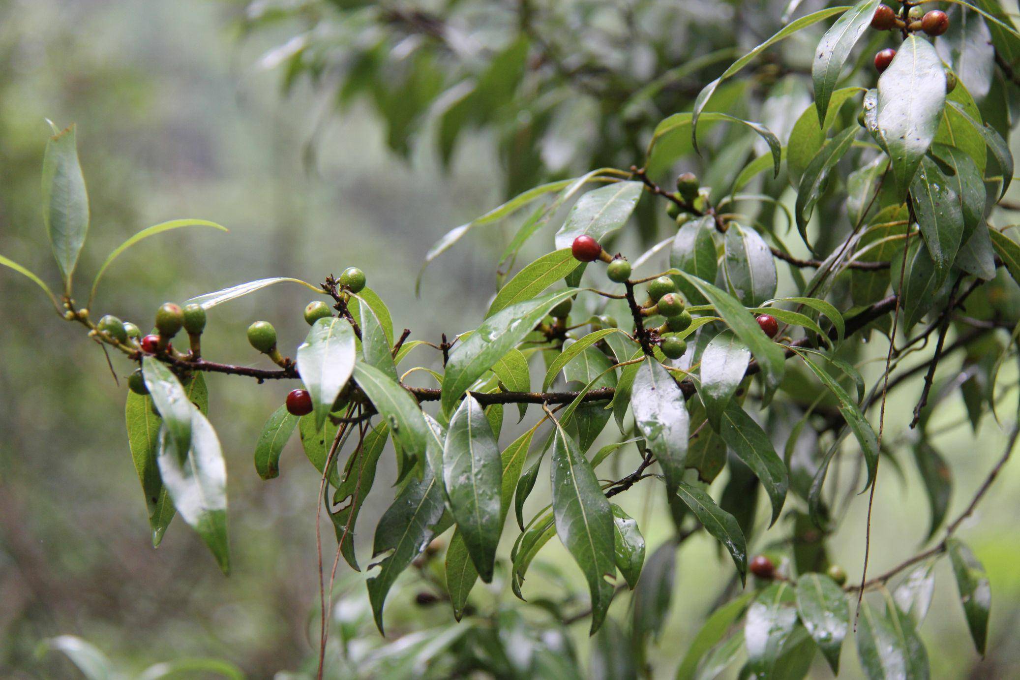 植物非试管高效快繁——豹皮樟