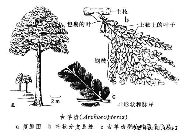 【地球生物全系列——植物篇】植物界—前裸子植物門_木質部_孢子