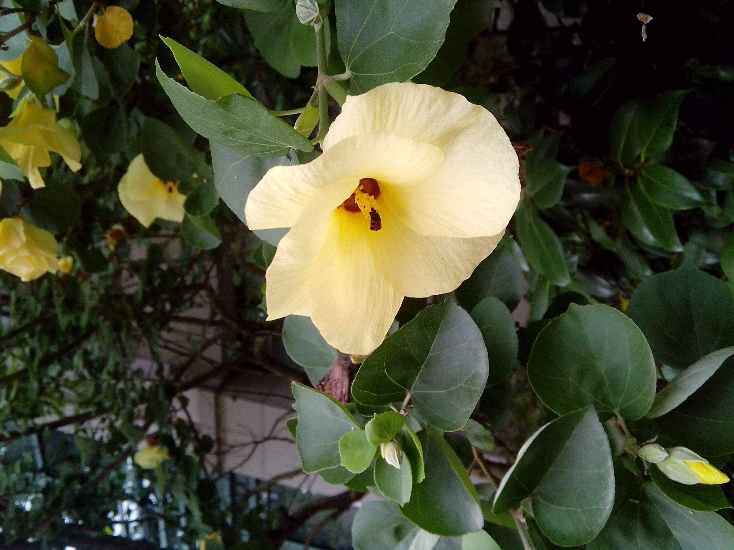 金装素裹——花叶木薯