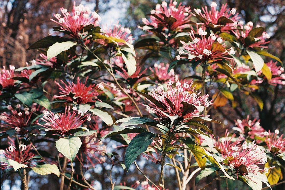 如烟火一样美丽的树烟火树