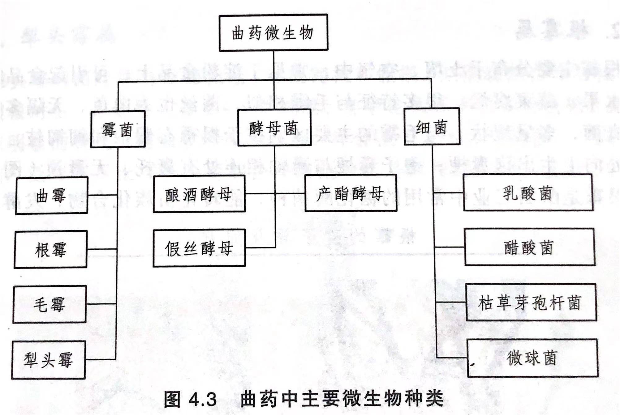 酵母菌思维导图图片