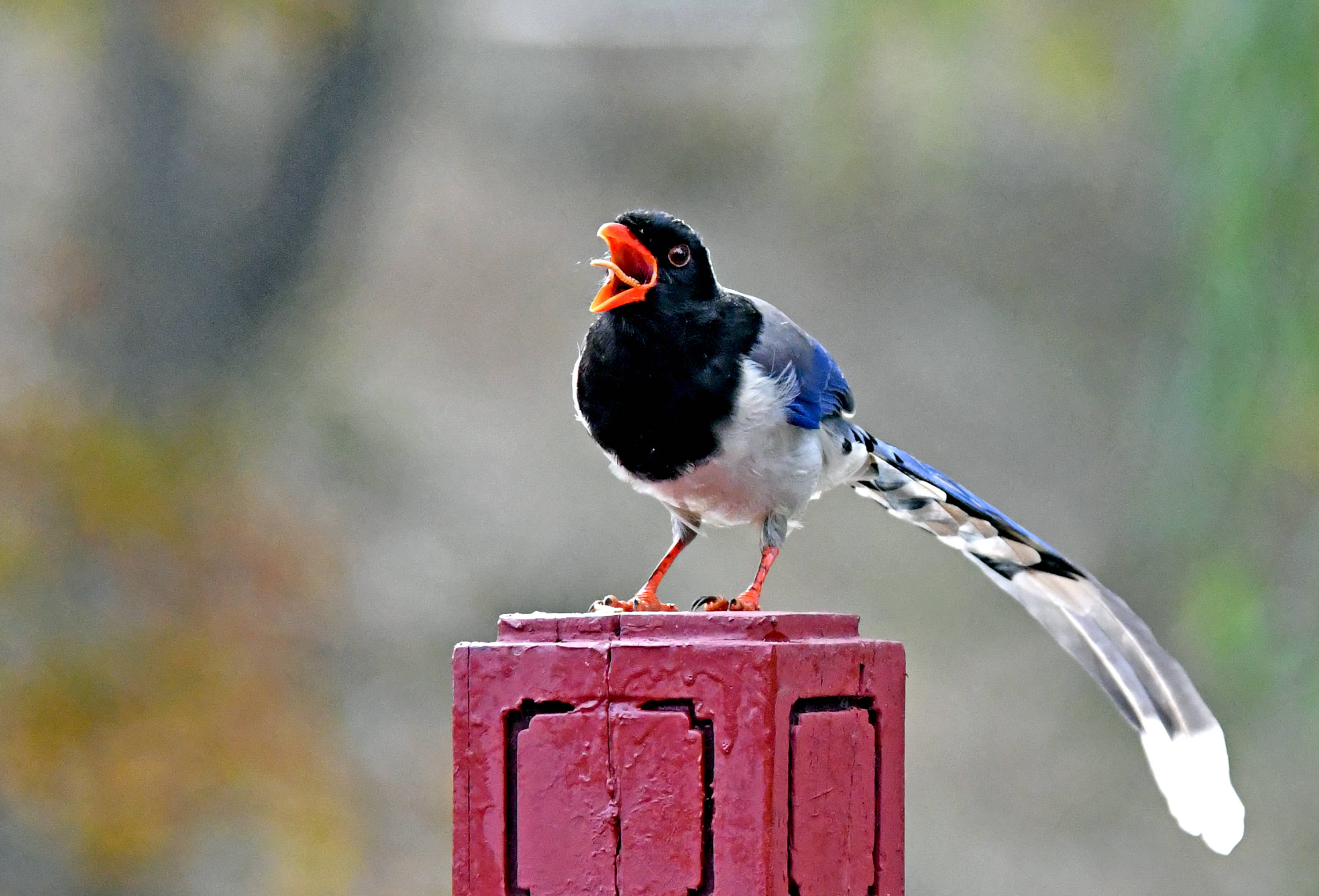仿古桥扶拦望柱头上的红嘴蓝鹊(二)