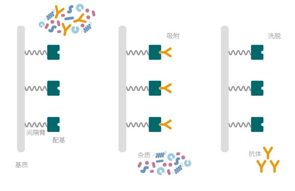 一文带您了解抗体亲和层析蛋白a蛋白g蛋白l