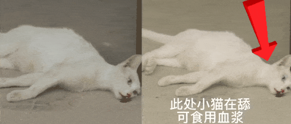 猫咪|《当家主母》虐猫遭差评，群演曝剧组给猫打麻药，剧组迟迟未澄清