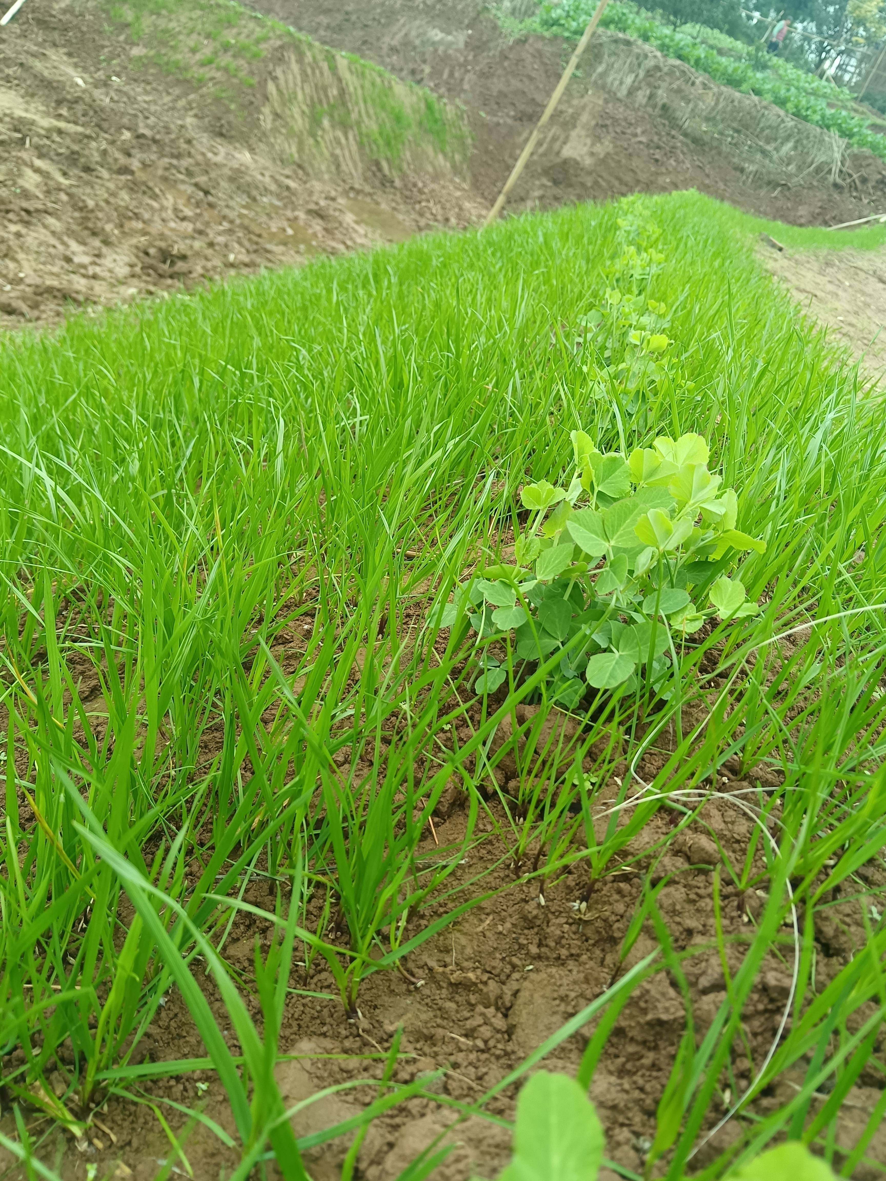 这些农村家乡的风景有你熟悉的场景吗？