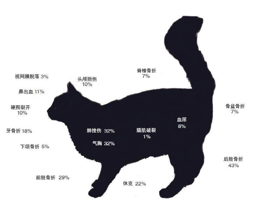 猫有九条命?真的假的?