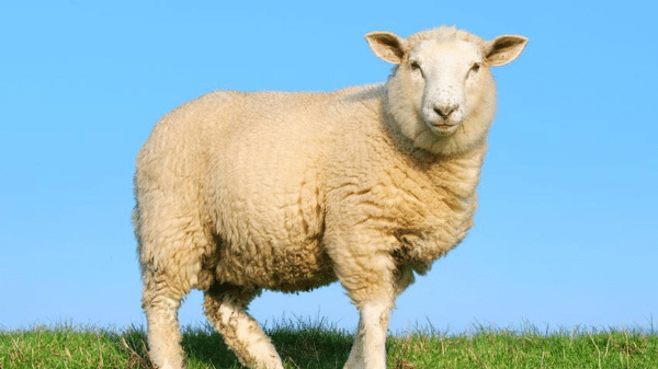 eb60a06ca2f045a5b4e273eb676a0a51.png