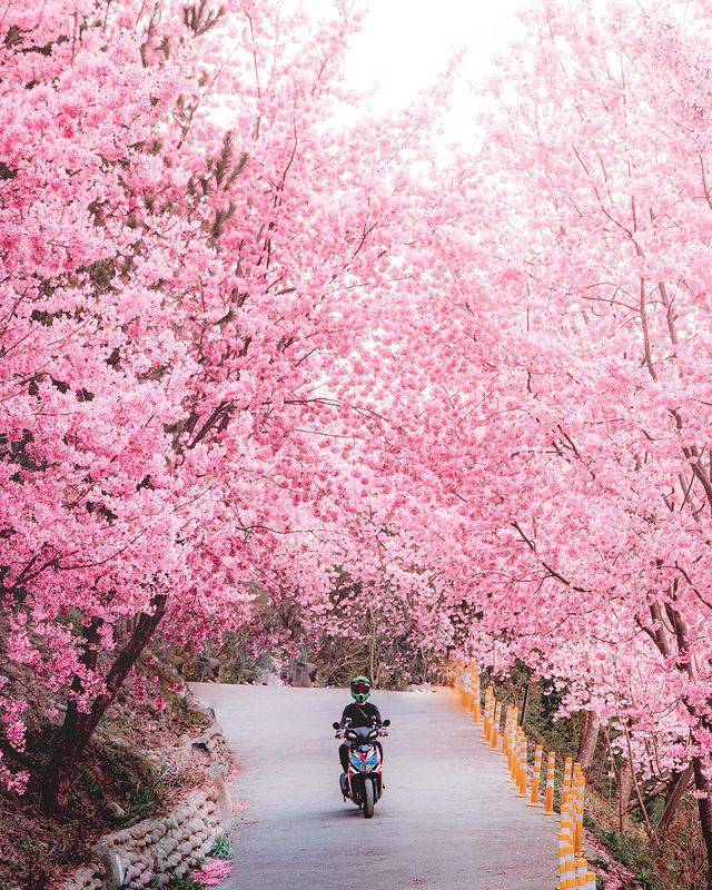 【2022司马库斯樱花季】小木屋住宿/入山通行证/交通管制,来去最美