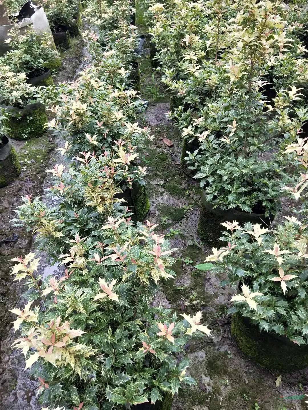 桂花中的彩叶大灌木——彩叶刺桂