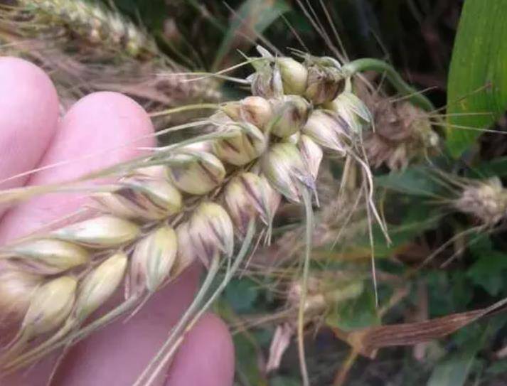 小麦颖枯病综合防治措施有什么高收农业告诉你