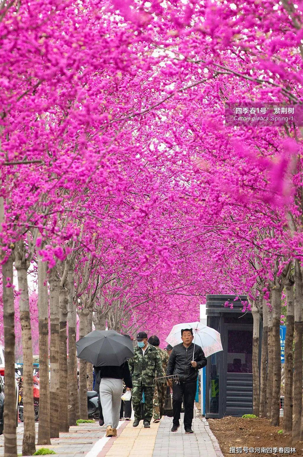这么多震撼的观花行道树 我们能栽的却只有最后这一种 紫荆树 满树蓝 乔木