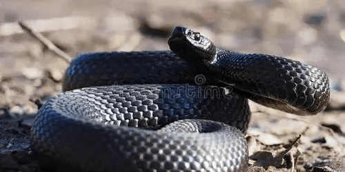 蛇是怎么排上12生肖的 df81fde9b59046618694ca753c7fe1d3.png