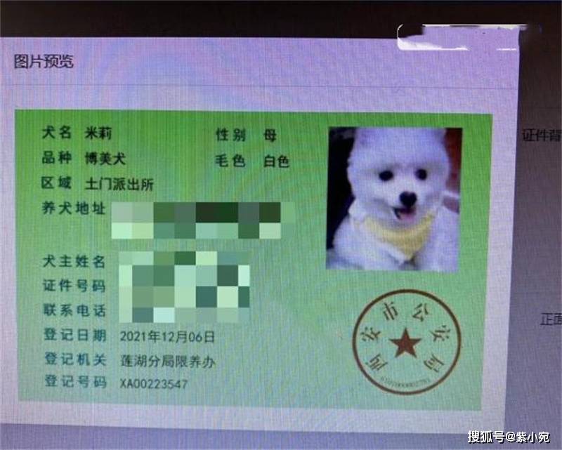 猫狗像什么成语_猫狗情侣头像(3)