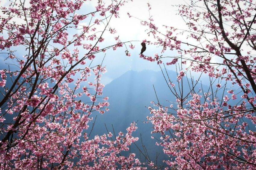 22台湾赏樱 全台18个樱花秘境 春季赏樱 樱花花期 赏樱路线 交通指南 阳明山 台北 日本