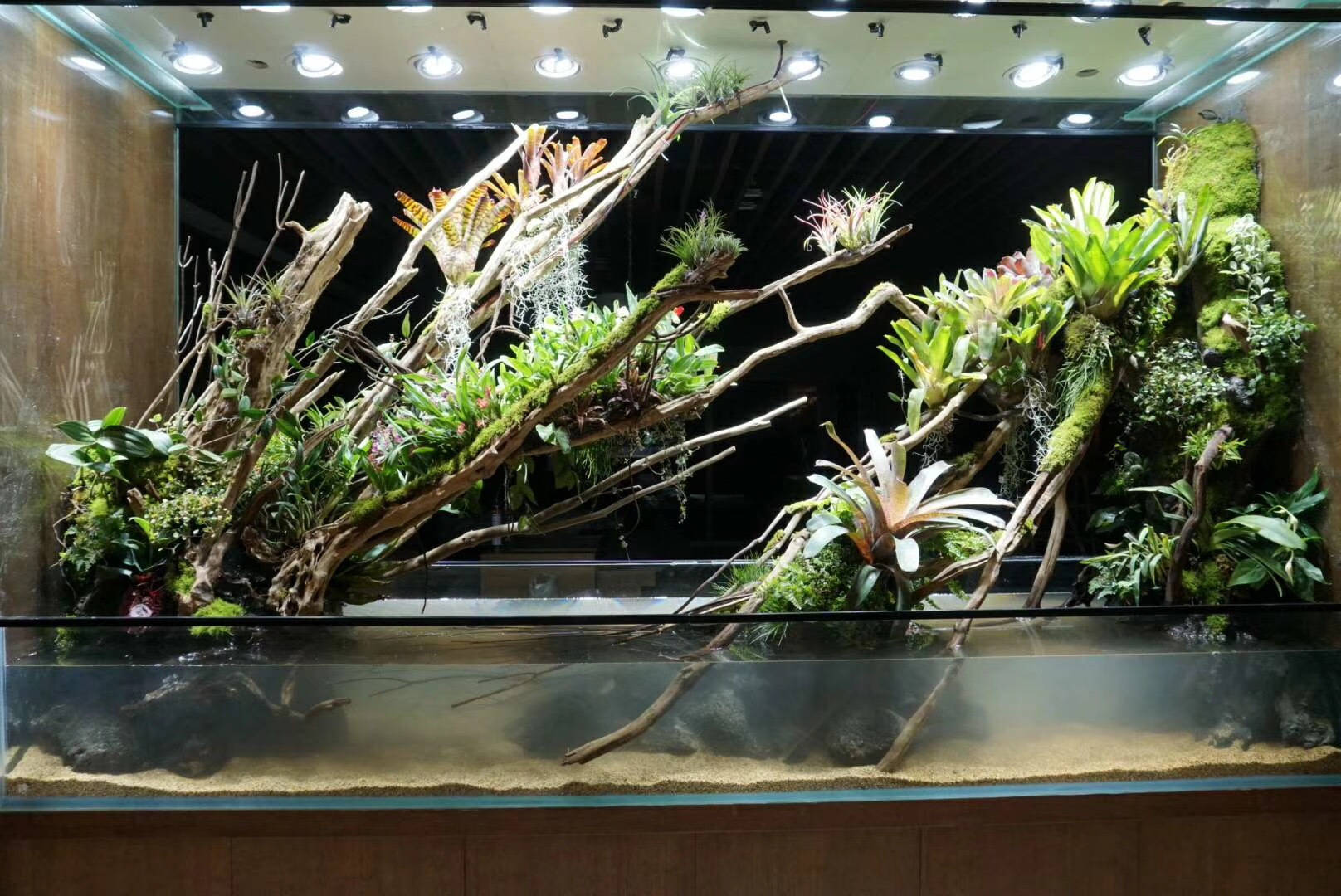长沙室内装饰新宠"热带雨林缸",家里的热带雨林