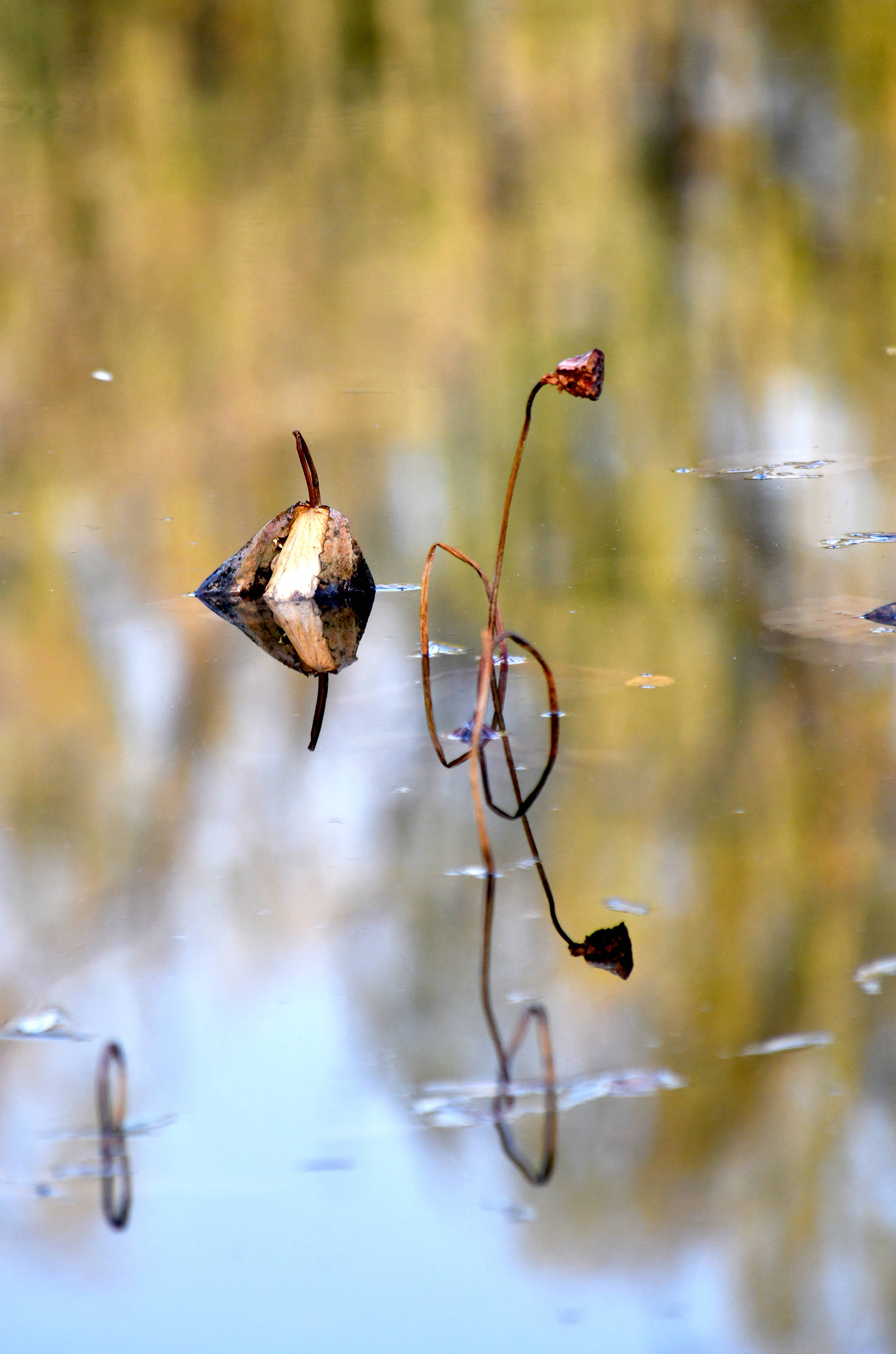 冬日残荷映荷塘_保护_自然_枝干