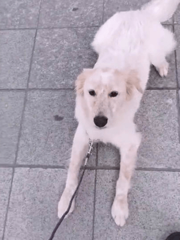 宠物如何训练串串不胆小？建议接受广州专业训犬机构的训练课程！