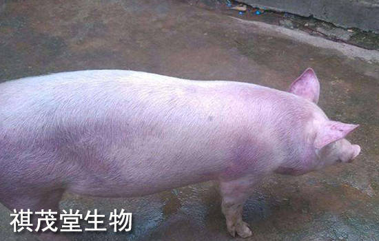 猪高热病的治疗图片