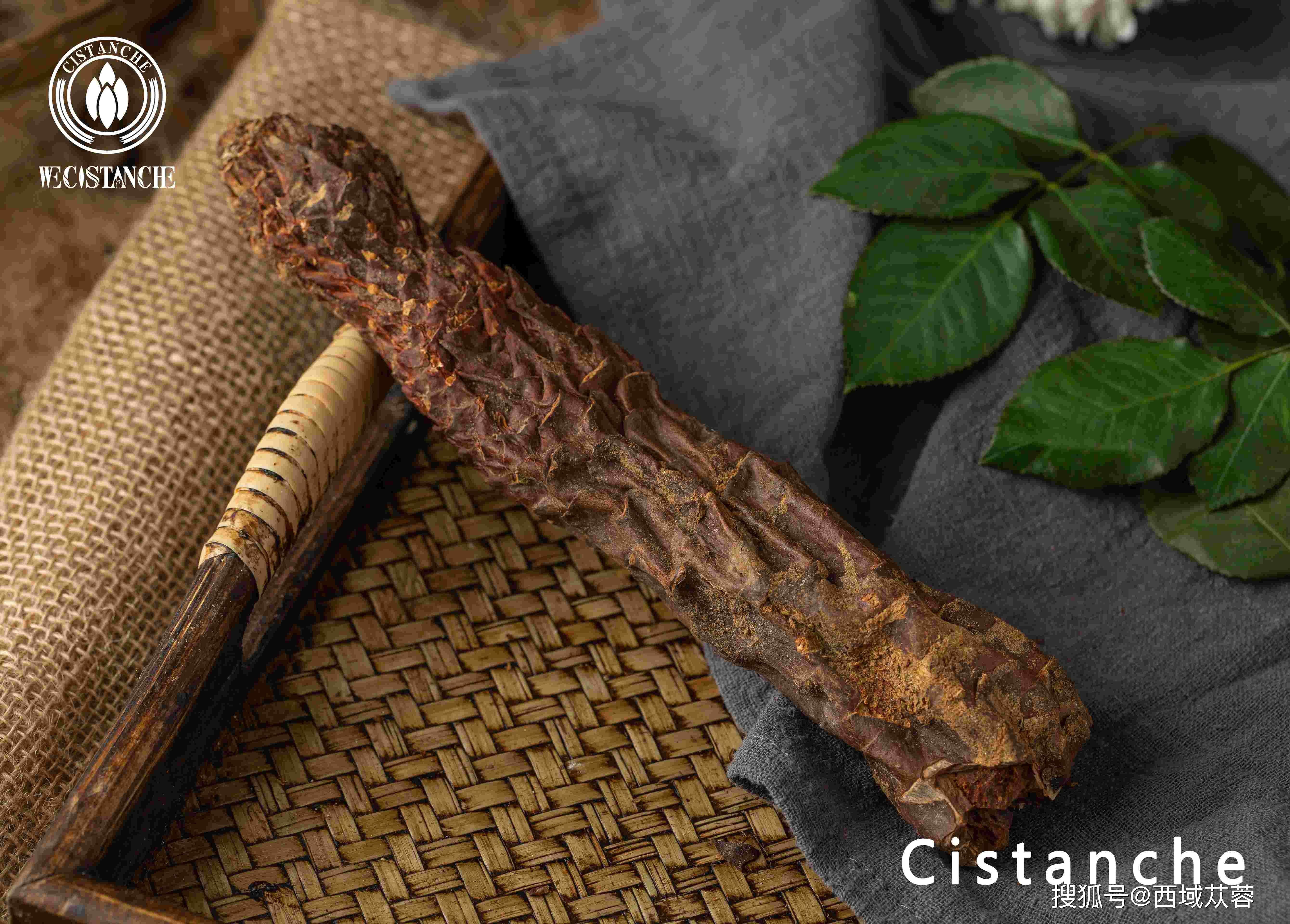 肉苁蓉对生殖系统影响的研究进展一