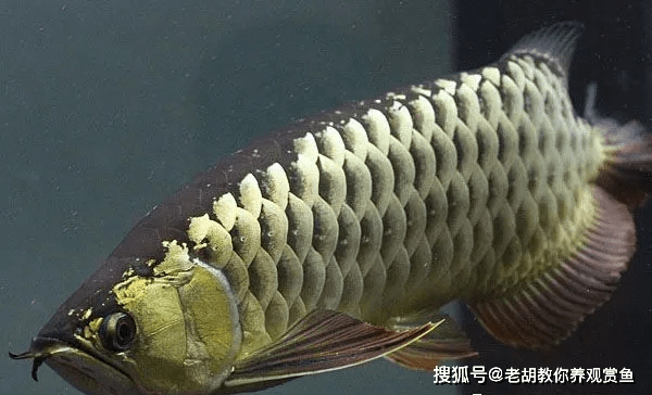 金龍魚飼養需要注意什麼_魚缸_來源_鱗片