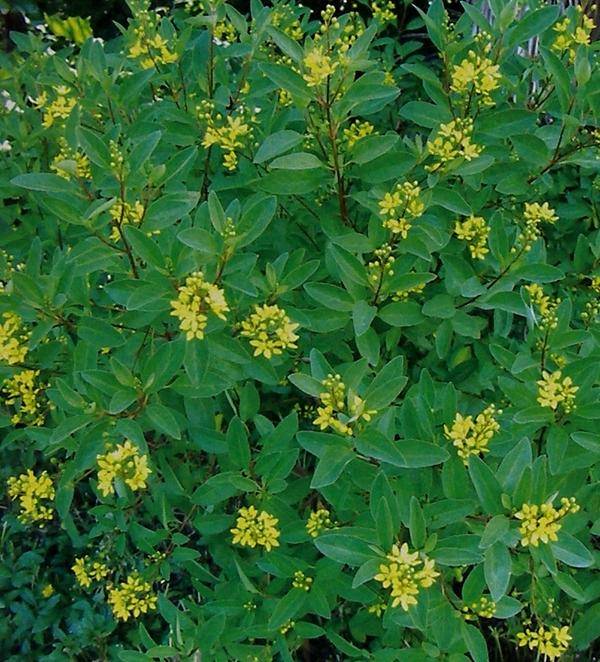 "新优园林植物"——金英的植物非试管高效快繁_gold_栽培_繁殖