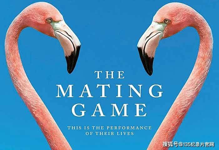 野生動物繁殖紀錄片求偶遊戲thematinggame全6集