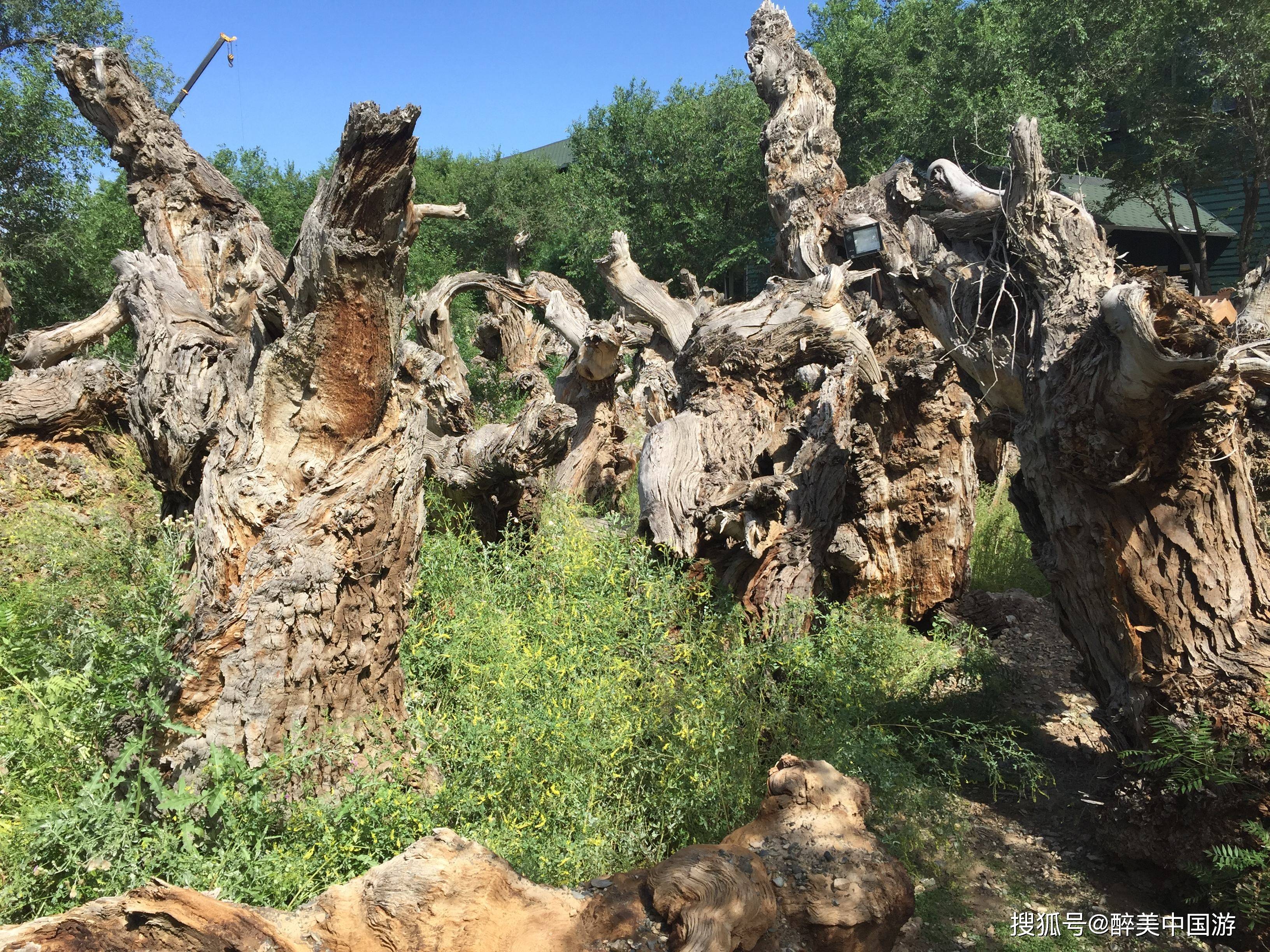 探访古生态园，触摸千年不朽的硅化木，欣赏珍贵的汗血宝马