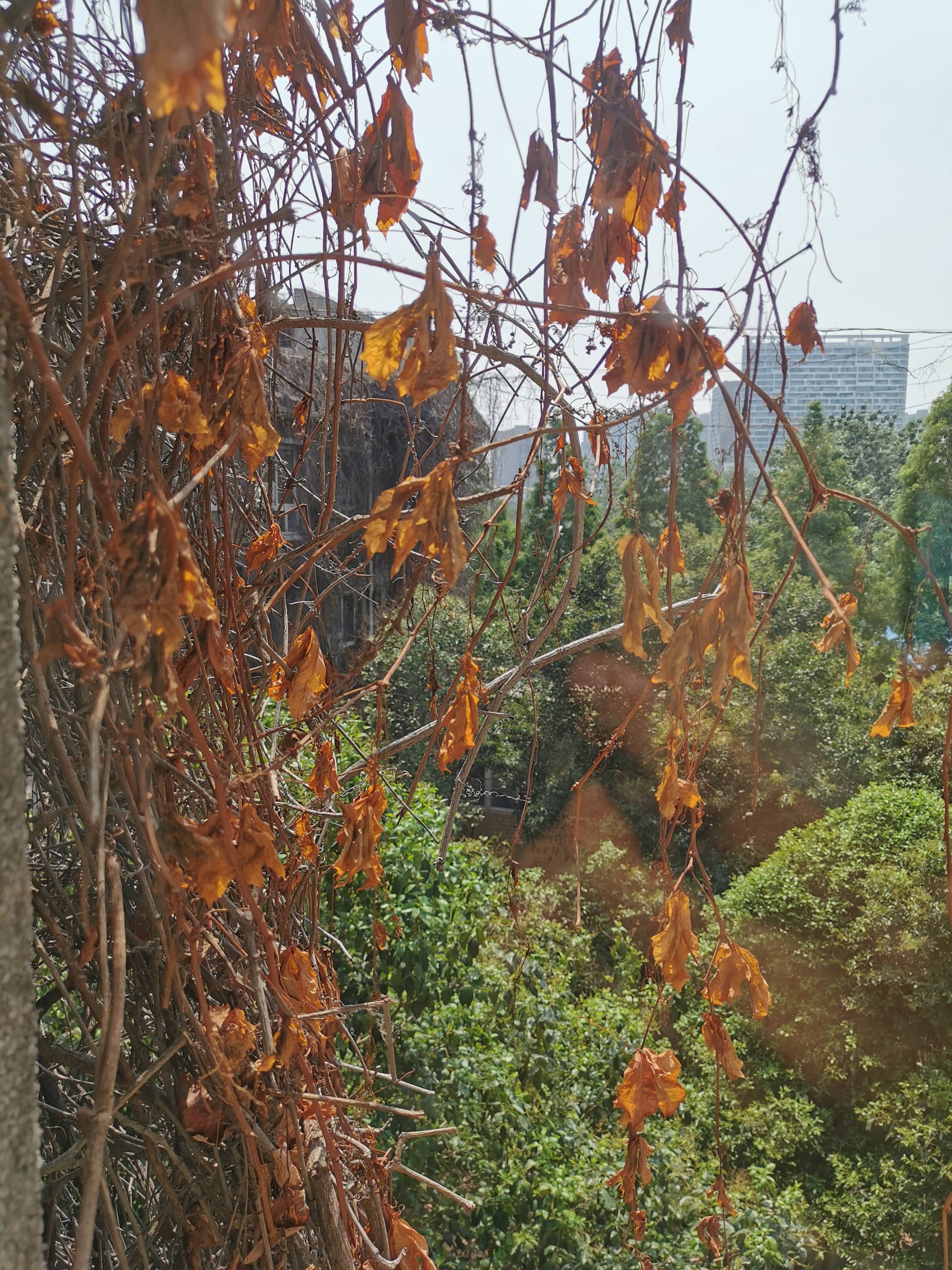 枯萎的爬山虎图片图片