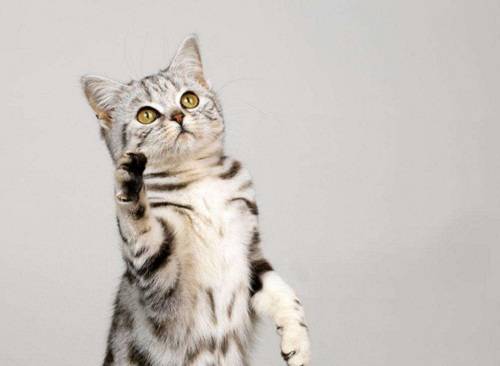 猫爱吃面条 cd2c2688f29f4188b9806d3c94d94ec0.jpeg