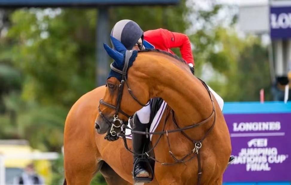 什么|马儿也是零食控!哪些零食会受到马儿的疯狂点赞呢?