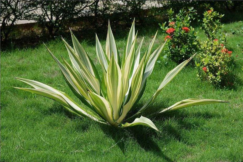 植物非试管高效快繁黄纹万年麻