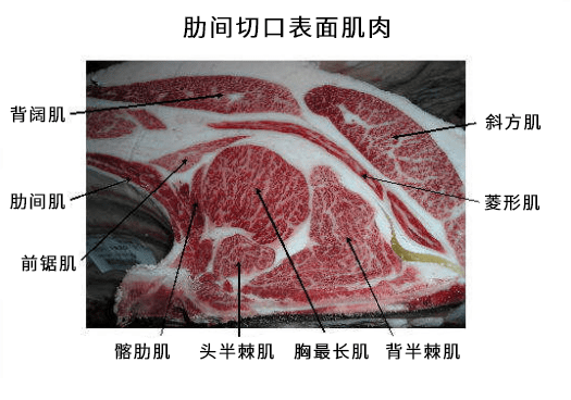 下如何使用牛用b超机检测肉质的方法:高清牛用b超机背膘眼肌面积检测