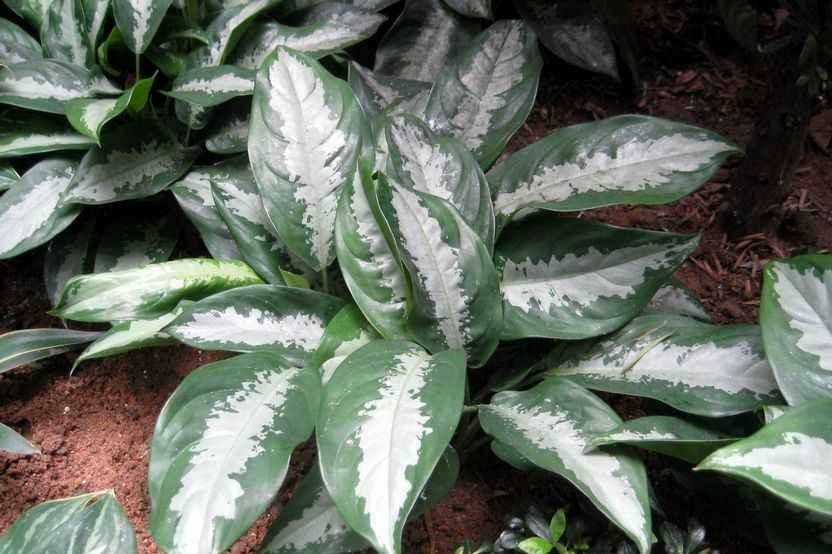 热销的室内观叶植物白雪粗肋草