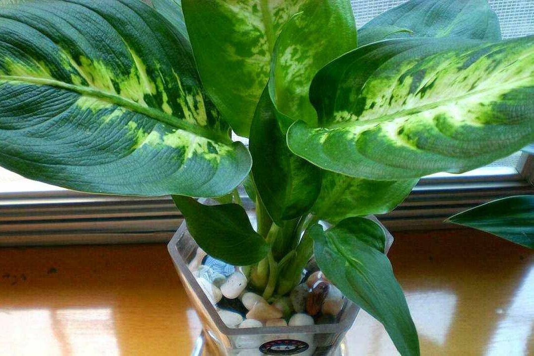 植物非试管高效快繁——花叶万年青_叶片_技术_繁殖