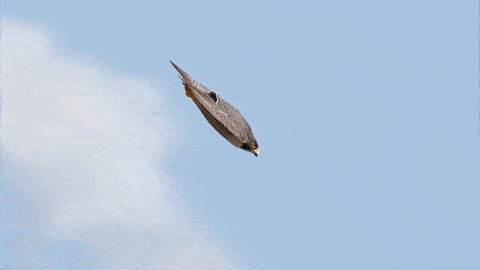 《千字文》解字:致_地面_时雨_俯冲