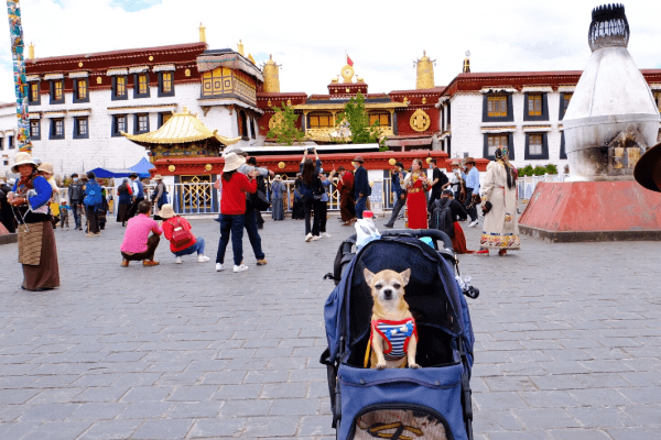 西藏景点有哪些？西藏最好玩的地方是哪里？去西藏旅游的最佳路线安排~