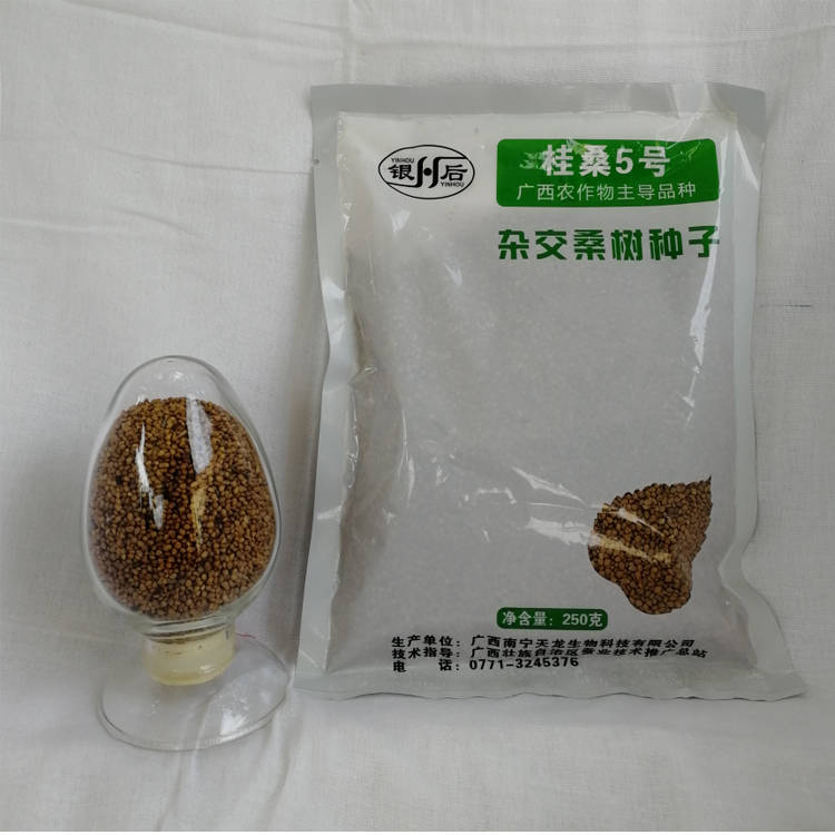 桂桑5号简介-广西南宁天龙生物科技 蛋白桑饲料桑生产基地