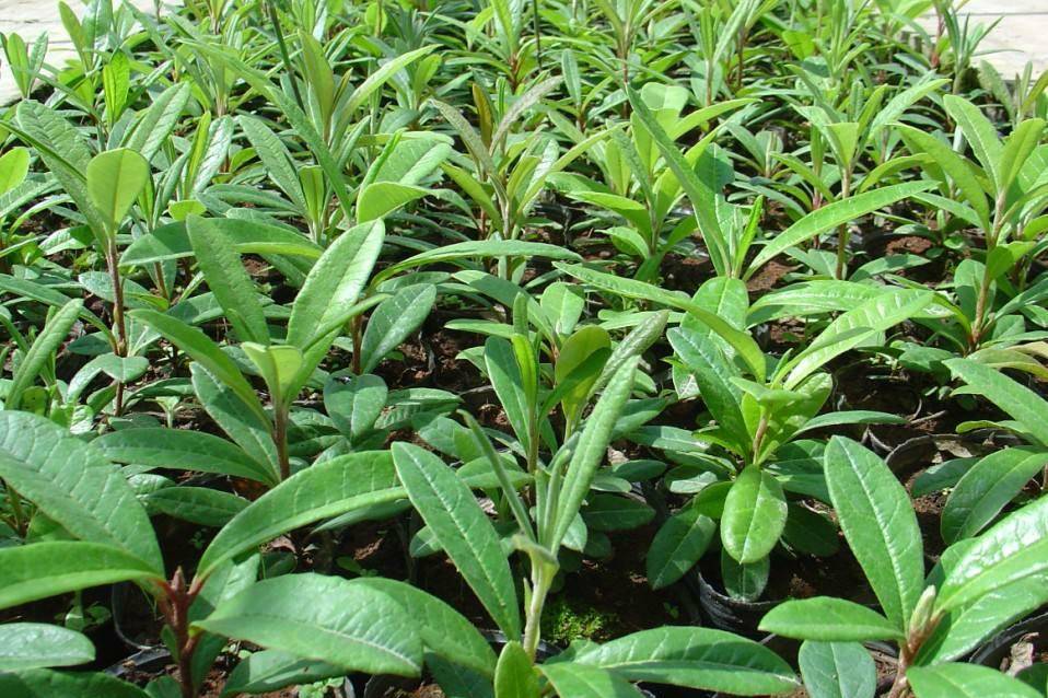 庭院绿化新秀滇丁香