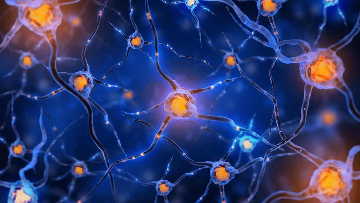 神经衰弱症患者的福音来了_人体_神经系统_脑细胞