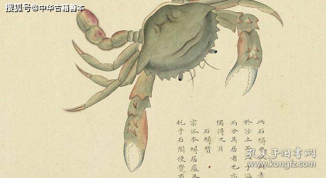 海錯圖:現代博物學風格奇書_生物_聶璜_康熙