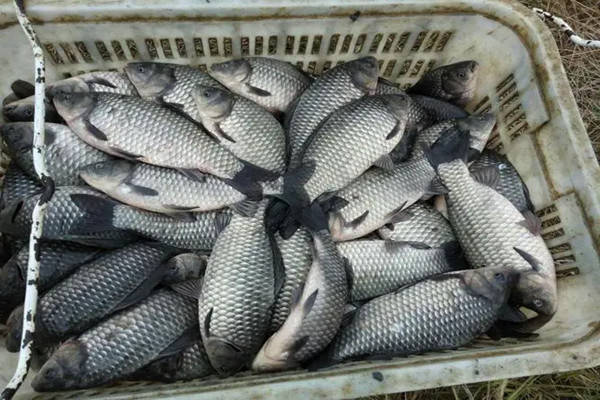 特产早知道彭泽鲫