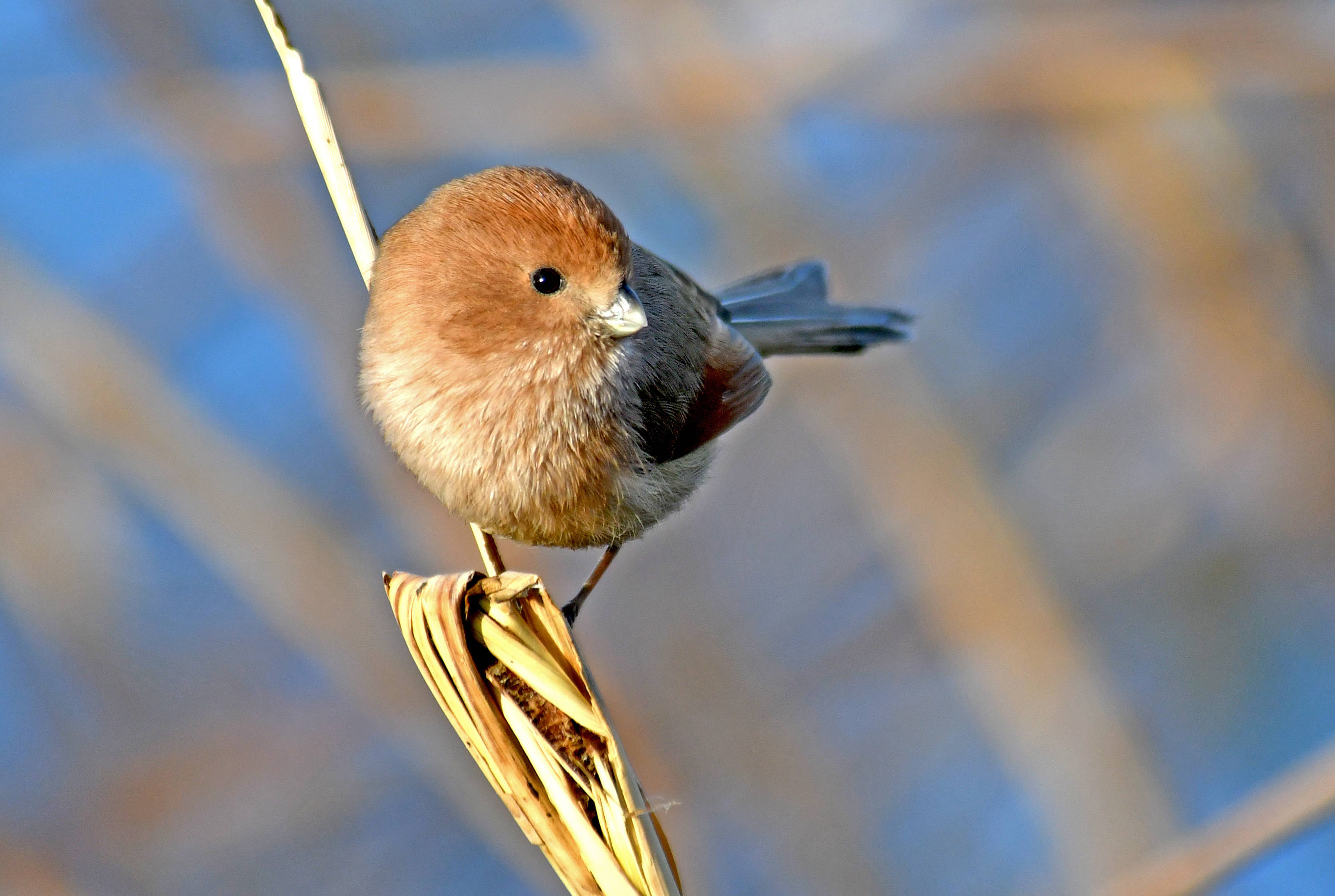 (上)呆萌而又憨态可掬的小鸟——棕头鸦雀_保护_于城镇_地带